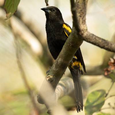 Cuban oriole