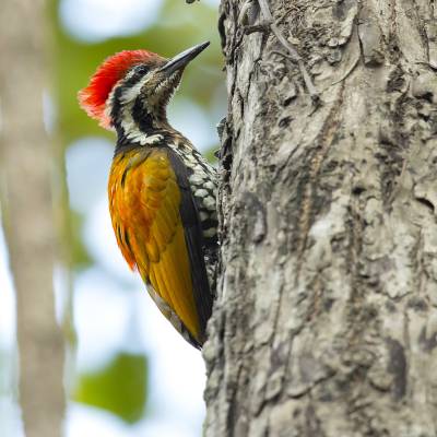 Himalayan flameback