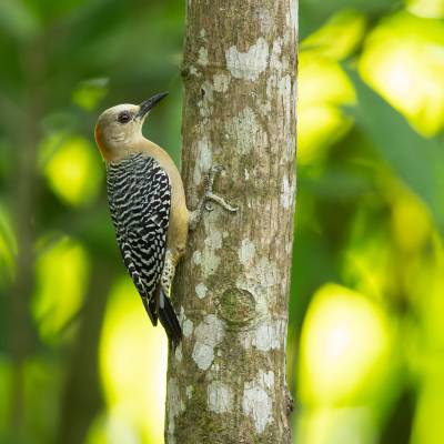 Hoffmanns woodpecker