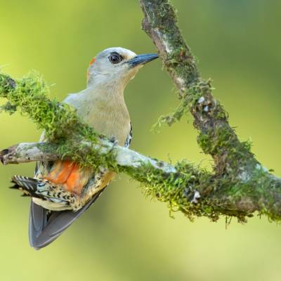 Red-crowned woodpecker