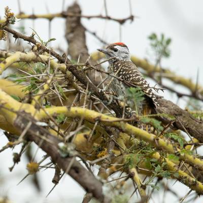 Cardinal woodpecker