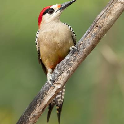 West Indian woodpecker