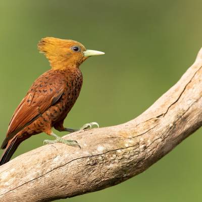 Chestnut-colored woodpecker