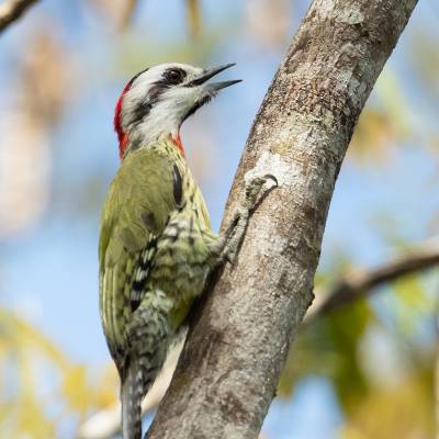 Cuban green woodpecker