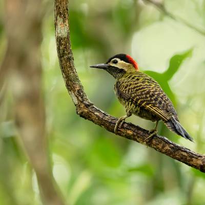 Green-barred woodpecker