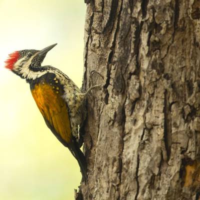 Black-rumped flameback