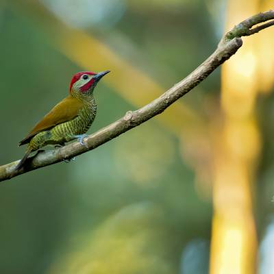 Golden-olive woodpecker