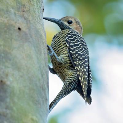 Fernandinas flicker