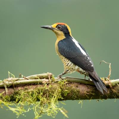 Golden-naped woodpecker