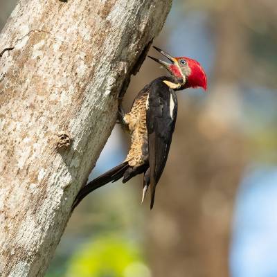 Lineated woodpecker