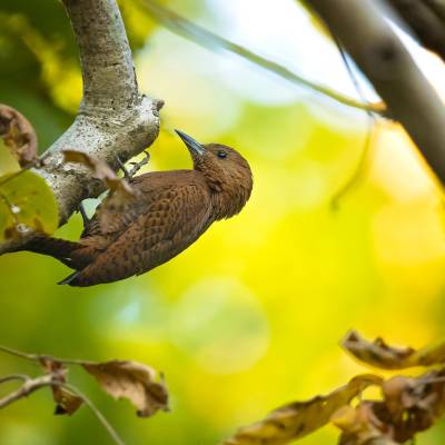 Rufous woodpecker