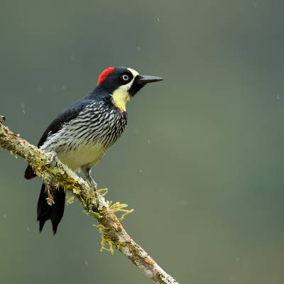 Acorn woodpecker