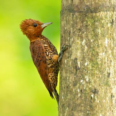 Cinnamon woodpecker