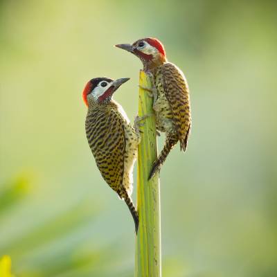 Spot-breasted woodpecker