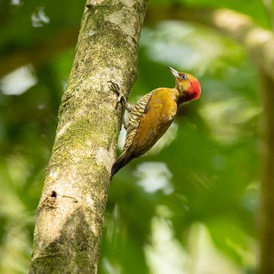 Rufous-winged woodpecker