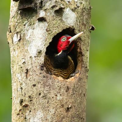 Pale-billed woodpecker