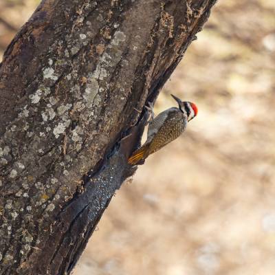 Bearded woodpecker