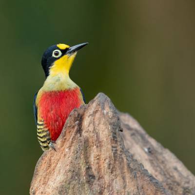 Yellow-fronted woodpecker