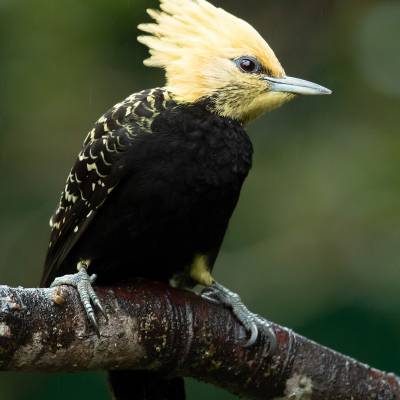 Blond-crested woodpecker