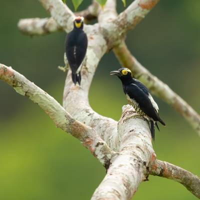 Yellow-tufted woodpecker