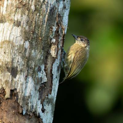 Olivaceous piculet