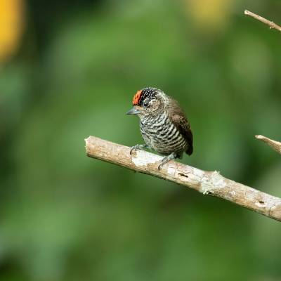 White-barred piculet