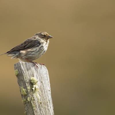 Plumbeous sierra finch