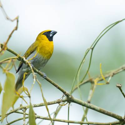 Black-faced grosbeak