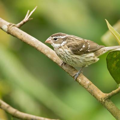 Rose-breasted grosbeak