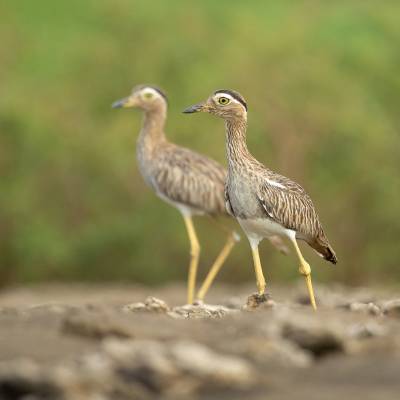 Double-striped thick-knee