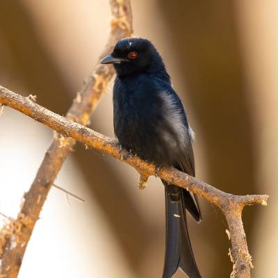 Fork-tailed drongo