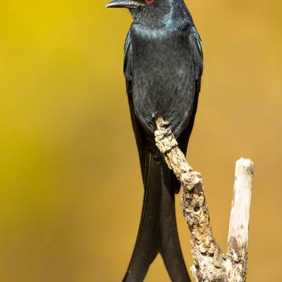 Black drongo