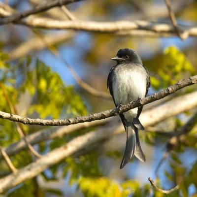 White-bellied drongo