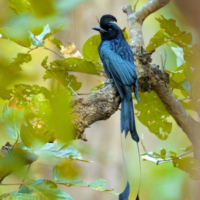 Greater racket-tailed drongo