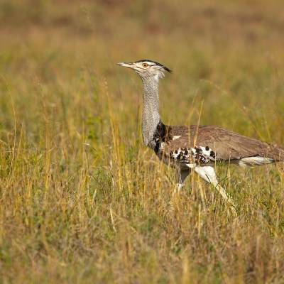 Kori bustard