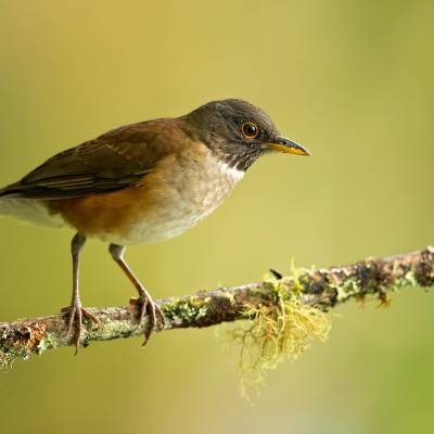 White-necked thrush