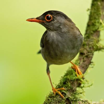 Black-headed nightingale-thrush