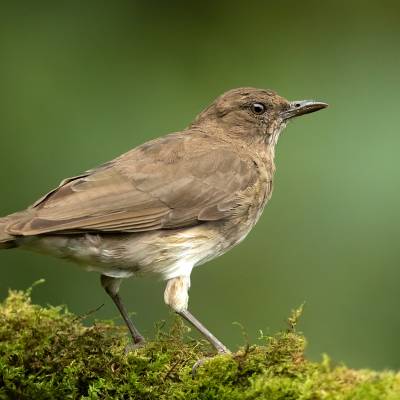 Black-billed thrush