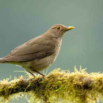 Ecuadorian thrush