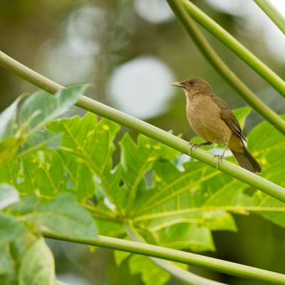 Clay-colored thrush