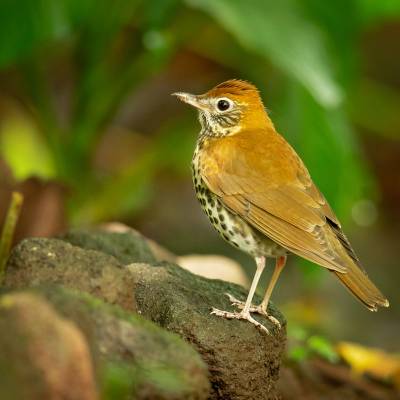 Wood thrush