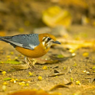 Orange-headed thrush