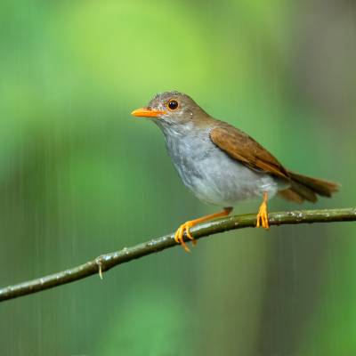 Orange-billed nightingale-thrush