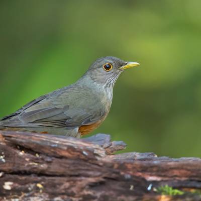 Rufous-bellied thrush