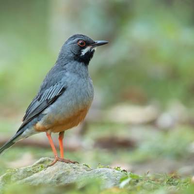 Red-legged thrush