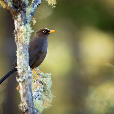 Sooty thrush