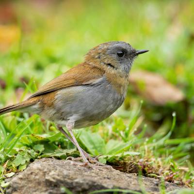 Black-billed nightingale-thrush