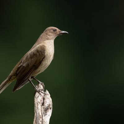 Mountain thrush