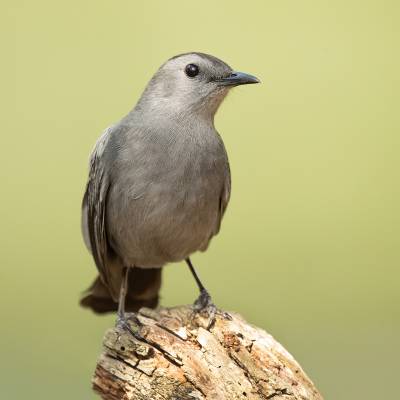 Gray catbird