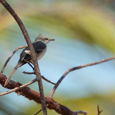 Northern mockingbird